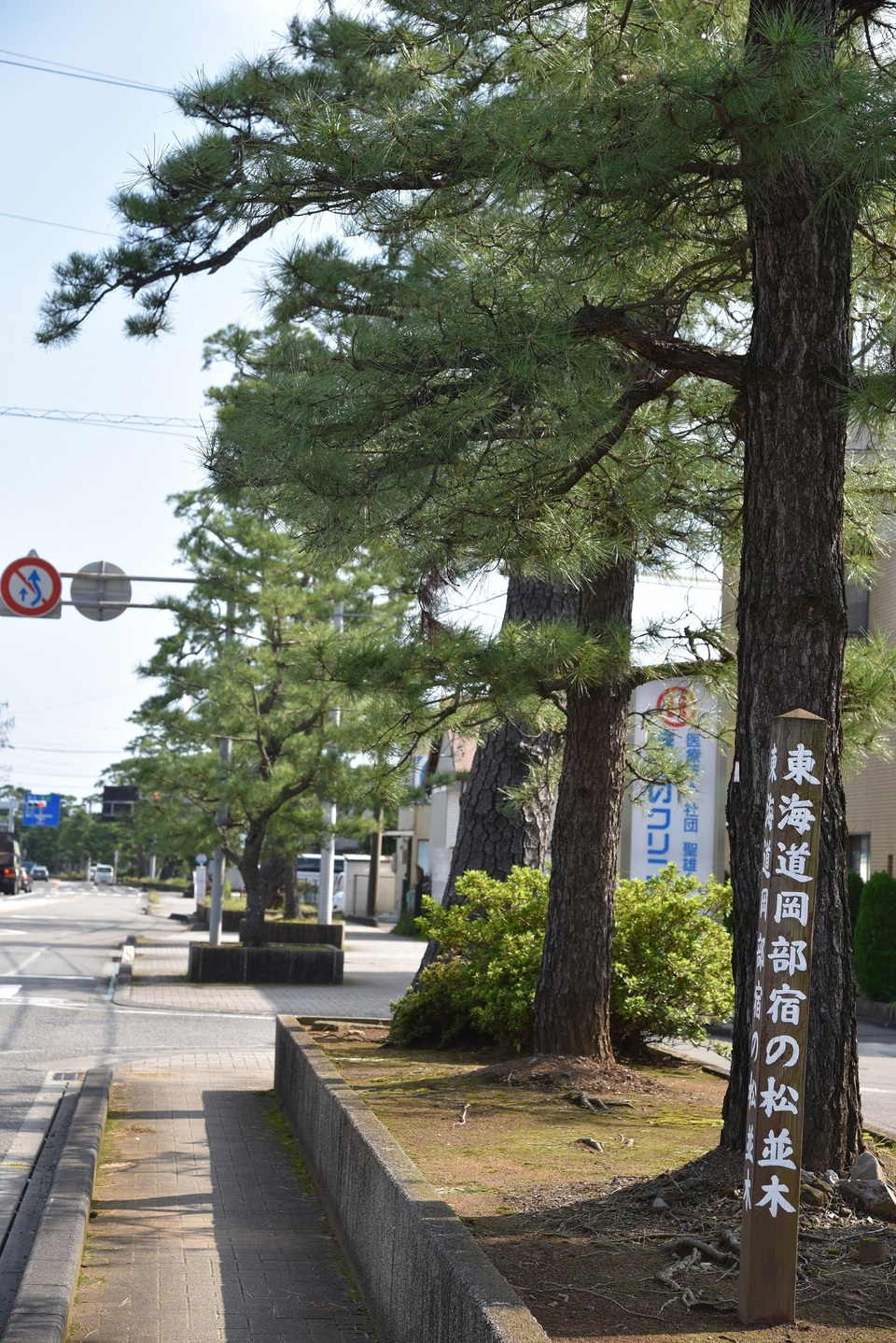 旧東海道の松並木(内谷地区) | 【日本遺産】駿州の旅(静岡市・藤枝市) 弥次さん喜多さんと巡る東海道中膝栗毛