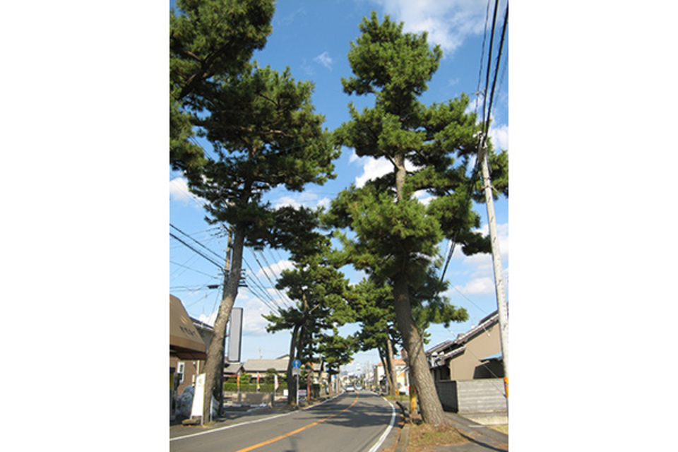 旧東海道の松並木（上青島地区） | 【日本遺産】駿州の旅（静岡市