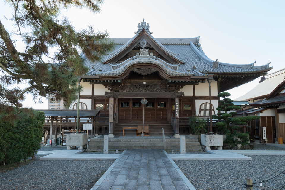 大慶寺 久遠の松 | 【日本遺産】駿州の旅（静岡市・藤枝市） 弥次さん